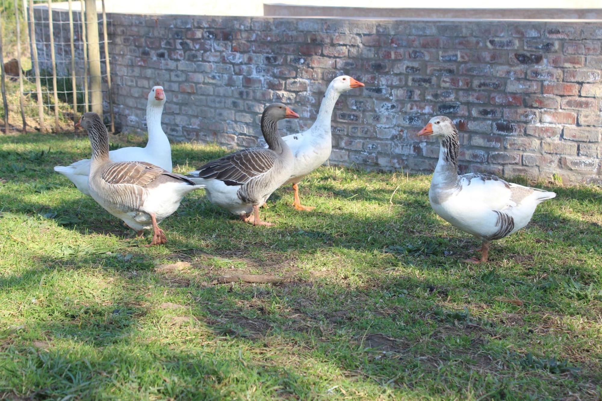 Dunkes Organic Equestrian Estate Apartman George Kültér fotó